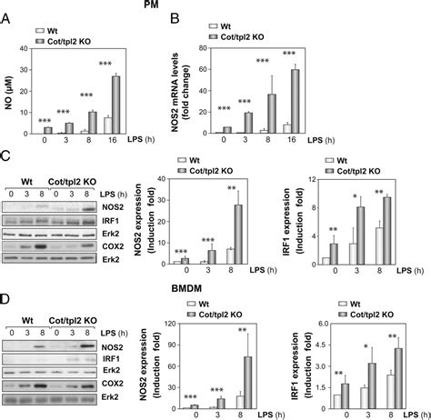 Cot Tpl Activity Is Required For Tlrinduced Activation Of The Akt P