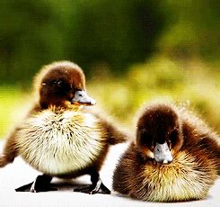 Duck Sleeping GIF - Find & Share on GIPHY