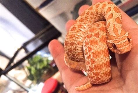 Hognose Snake Enclosure Size Guidelines - ReptiFiles®