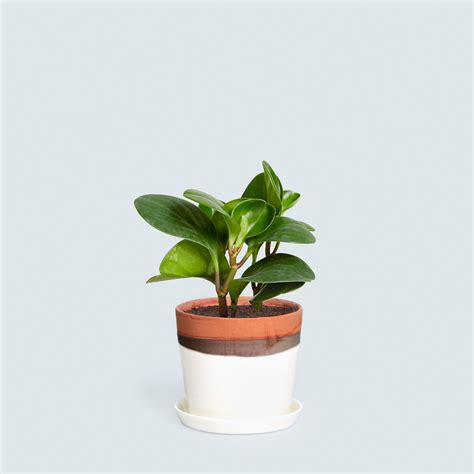 Kitchen Plants