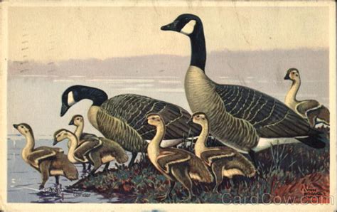 Canada Goose Birds