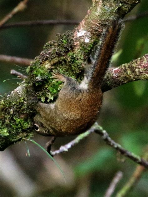 Jentinks Squirrel Kinabalu Park Hq Mammals Of Borneo