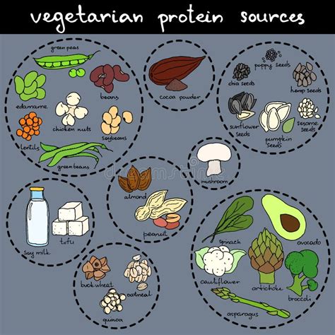 Vegan Protein Stock Vector Illustration Of Chick Infographics 87525922