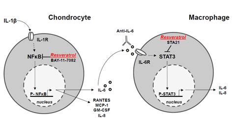 Proposed Mechanism Of Antiinflammatory Properties Of Resveratrol