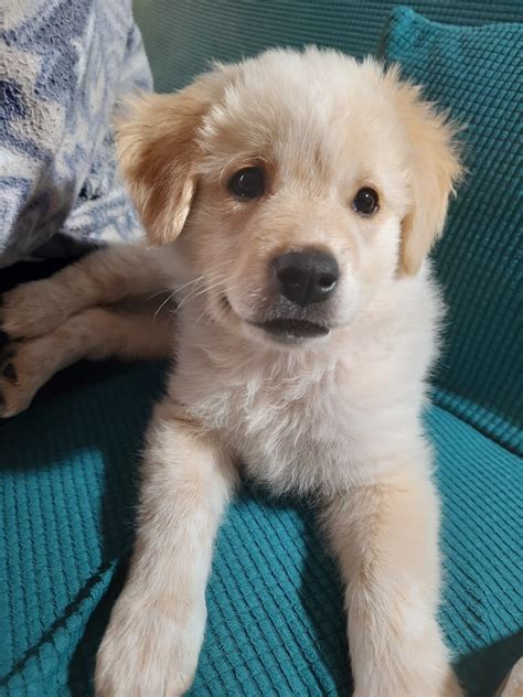 Cucciolo Mix Golden Retriever In Adozione A Tutto Centro E Nord Italia