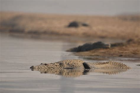 Jeevoka - Crocodiles in Hindu Mythology