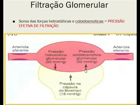 Pressao Osmotica Do Sangue - Pressao Osmotica E Pressao Hidrostatica No Oceano A Pressão