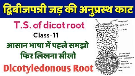 द्विबीजपत्री जड़ की आंतरिक संरचना Dicotyledonous Root Diagram Ts Of