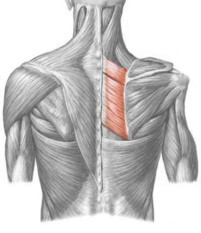 Learn More About Rhomboid Muscles - Pure Posture