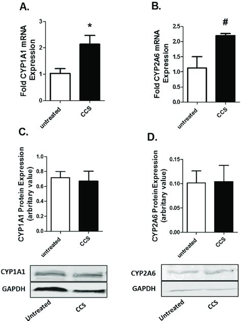 Caski Cell Culture Supernatant Ccs Enhances Cytochrome P Cyp