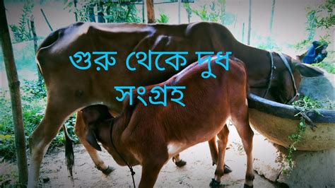 গরু থেকে কিভাবে দুধ সংগ্রহ করলাম।গরুর পরিচর্যা কিভাবে করতে হয় জেনে নিন