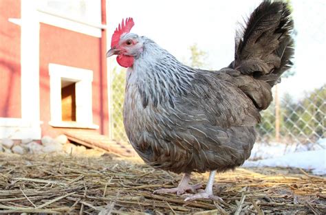 The 20 Best Chicken Breeds for Meat