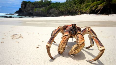 Australie Attaque de crabes géants pendant un barbecue VIDÉO