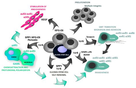 Ijms Free Full Text Integrin Signaling In Glioma Pathogenesis From