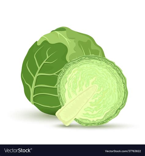 Green cabbage and half isolated Royalty Free Vector Image