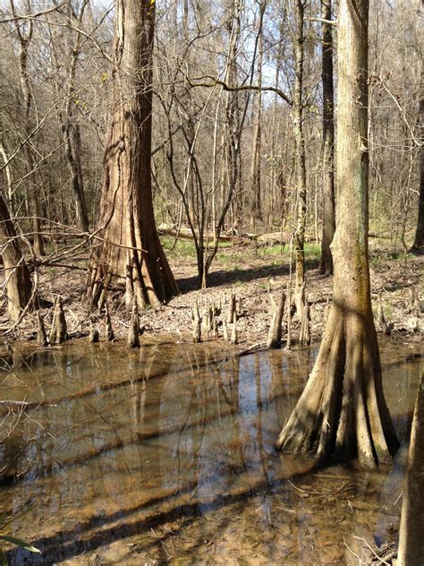 NC BACKCOUNTRY: CONGAREE NATIONAL PARK, SC