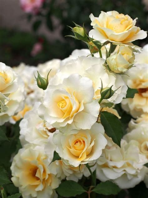 Роза флорибунда (100 фото): сорта, названия, посадка, уход, размножение ...