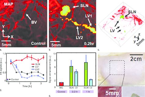 Volumetric Photoacoustic Imaging A Control Map Image Acquired Before