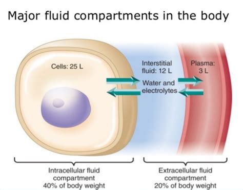 Fluid And Electrolytes Flashcards Quizlet