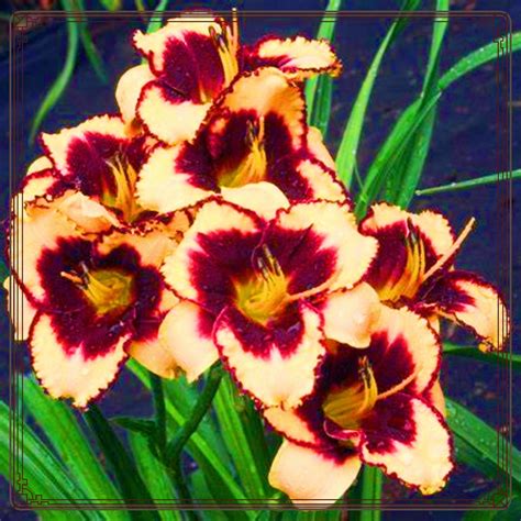 Daylily Roots Daylilies Bulbs For Planting Beautiful Flower Tubers