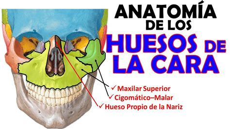 Anatom A De Los Huesos De La Cara Francisca Udocz