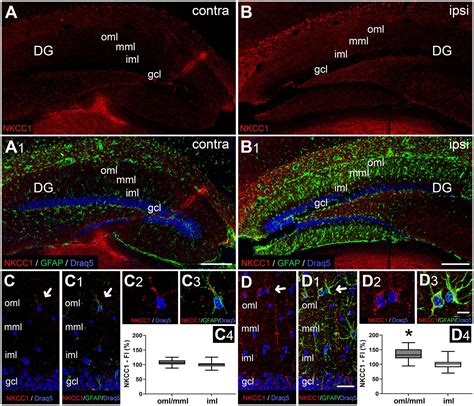 Frontiers Layer Specific Changes Of Kcc2 And Nkcc1 In The Mouse