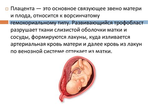 Плацента как орган, строение и функции - презентация онлайн