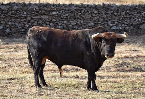 Galer A Los Toros De El Parralejo Para Perera Talavante Y David De