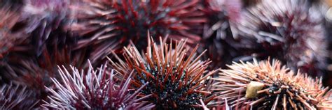 A Parasite Is Killing Sea Urchins In The Red Sea ECOnomarks