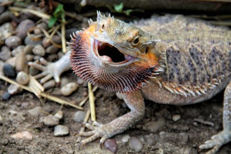 Bearded Dragon Attack Free Stock Photo - Public Domain Pictures
