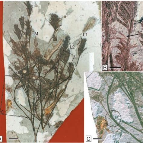 Fossils Of Archaefructus Liaoningensis A And B The Holotype