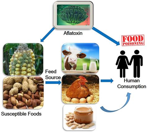 Frontiers Aflatoxins A Global Concern For Food Safety Human Health