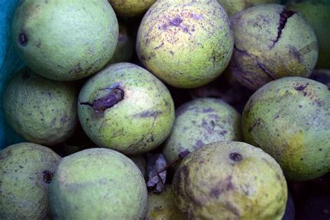 Black Walnut Harvest! : r/foraging