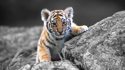 Baby Snow Tiger Wallpapers - Top Free Baby Snow Tiger Backgrounds ...