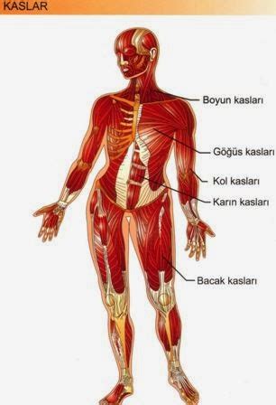 Destek Ve Hareket Sistemi Kaslar N Yap S Ve G Revleri Nelerdir