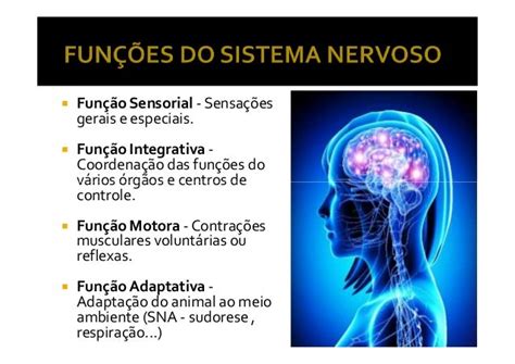 Função Do Sistema Nervoso