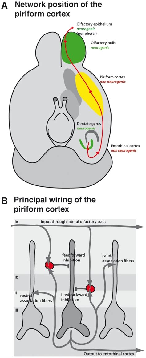 Olfactory Cortex Pathway