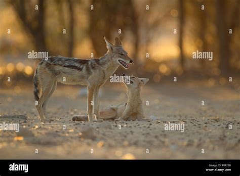 Dogs Mating Hi Res Stock Photography And Images Alamy