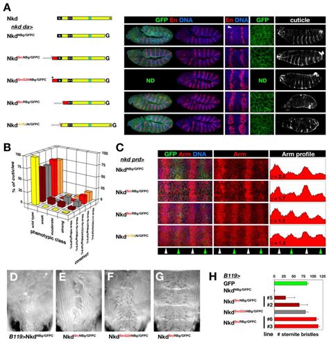 Cell Autonomous Myristyl Independent Activity Of The Drosophila Wnt