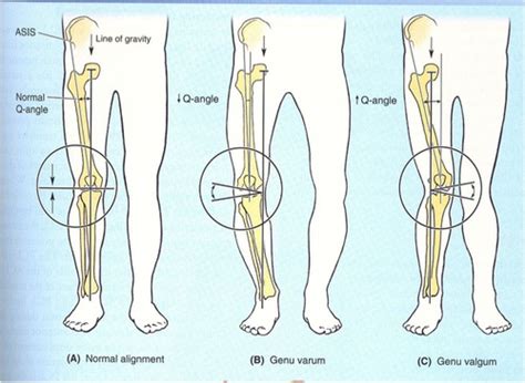 Knee Flashcards Quizlet