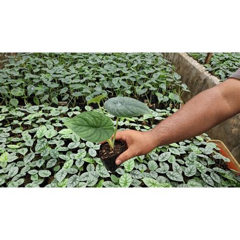 Jual Tanaman Hias Alokasia Alocasia Melo Badak Tanaman Muda