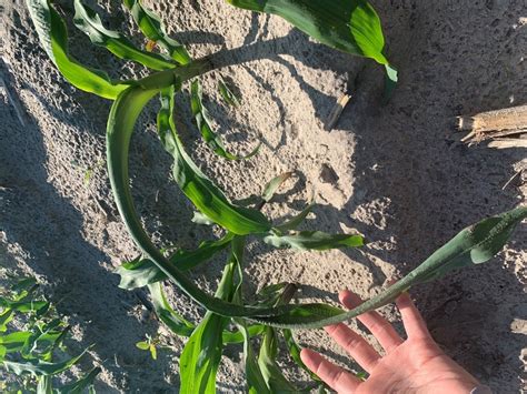 Twisted Whorl Syndrome In Corn Panhandle Agriculture