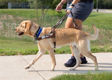 Leader Dog Partnership | Lombard Veterinary Hospital