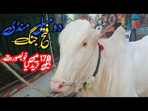 Domail Mandi Fatehjang Latets Update Ll Dhani Bulls Ll Mandi