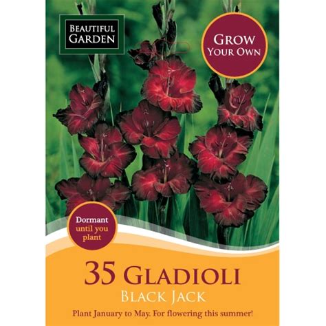 35 Black Gladioli Flowers Gladiolus Gladiolus Flower Jack Black