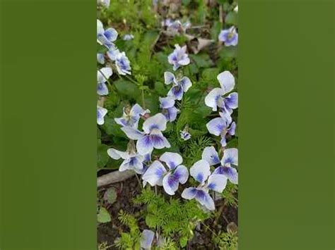 Illatos ibolya, Viola odorata, Виола душистая #shorts #flowers #present ...