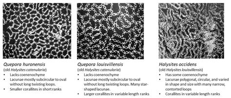 Fossil of the month: Quepora