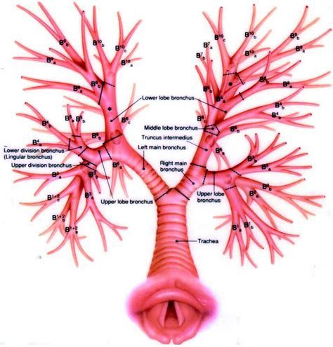 Airway Anatomy