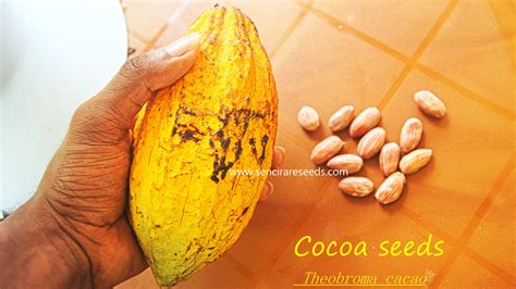 Theobroma cacao "cacao tree" seeds | sencirareseedsarea