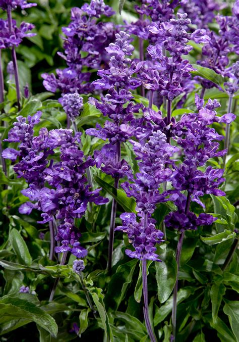 Salvia Cathedral Purple Ball